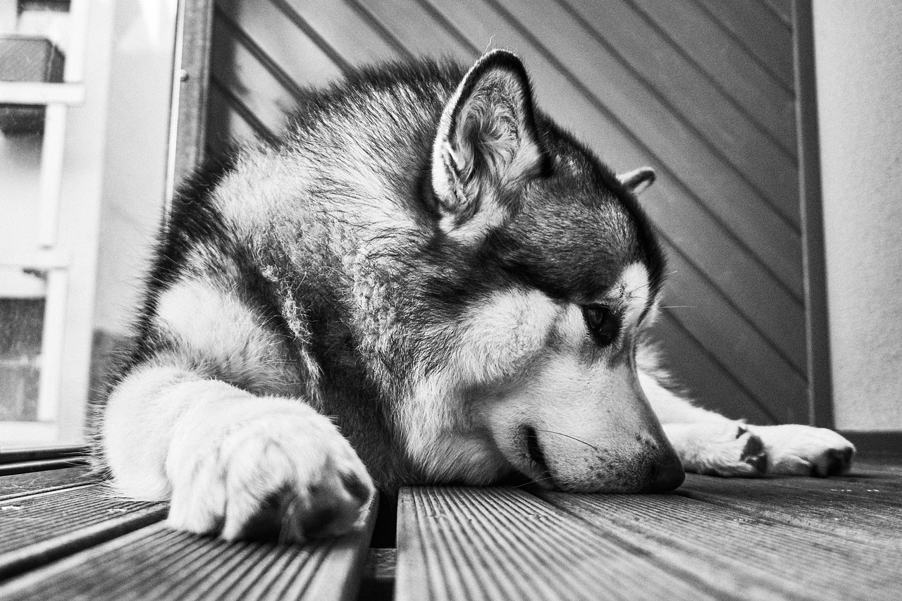 black and white, floor, dog